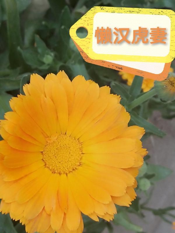 从平寒少女到杰出医生的传奇之路